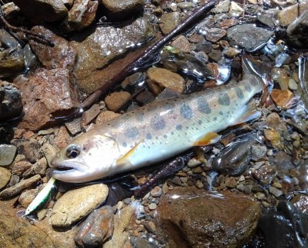 今季３匹目の川サバ ～長良川水系～